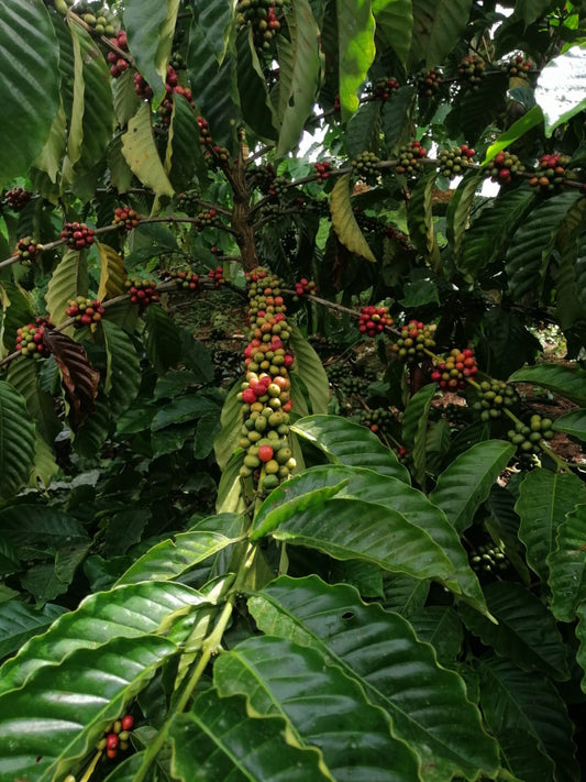 Caturra coffee from Latin Aamerica