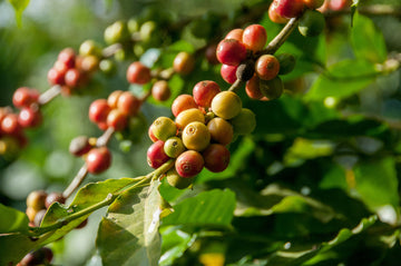 Arabica Coffee Typica