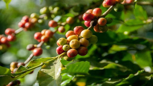Catuai -The Best Hybrid Coffee You Need to Try Now!